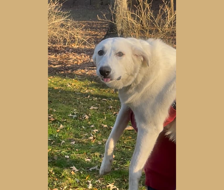 Milly, a Great Pyrenees tested with EmbarkVet.com