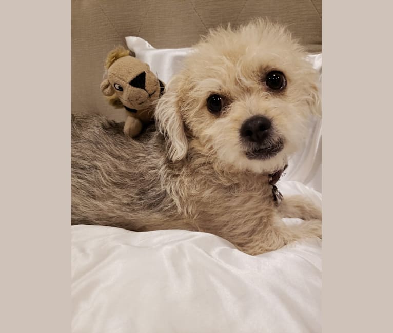 Photo of Holly, a Poodle (Small), Yorkshire Terrier, Chihuahua, and Shih Tzu mix in San Dimas, California, USA