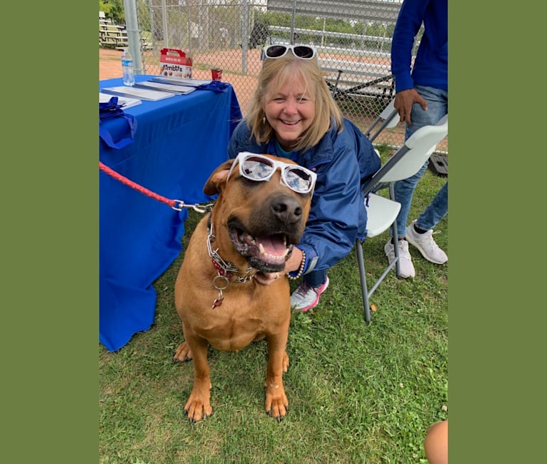 Chunky, a Rottweiler and Cane Corso mix tested with EmbarkVet.com