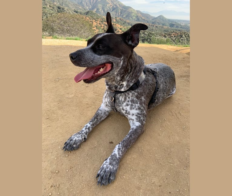 Cinder, a Staffordshire Terrier and Australian Cattle Dog mix tested with EmbarkVet.com