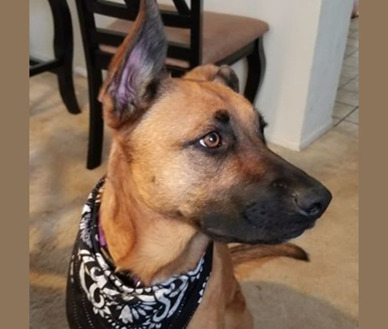 Boxer german shepherd puppy 2025