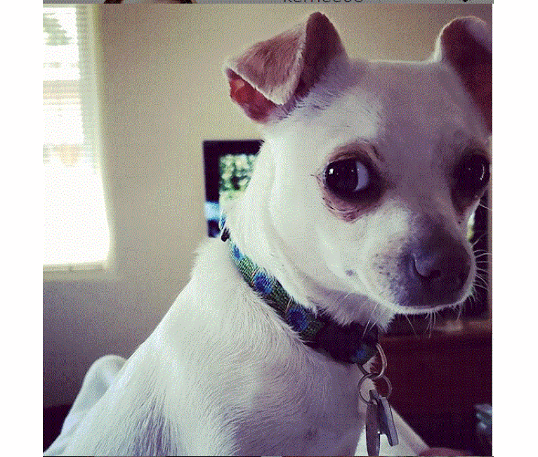 Hope, a Chihuahua tested with EmbarkVet.com