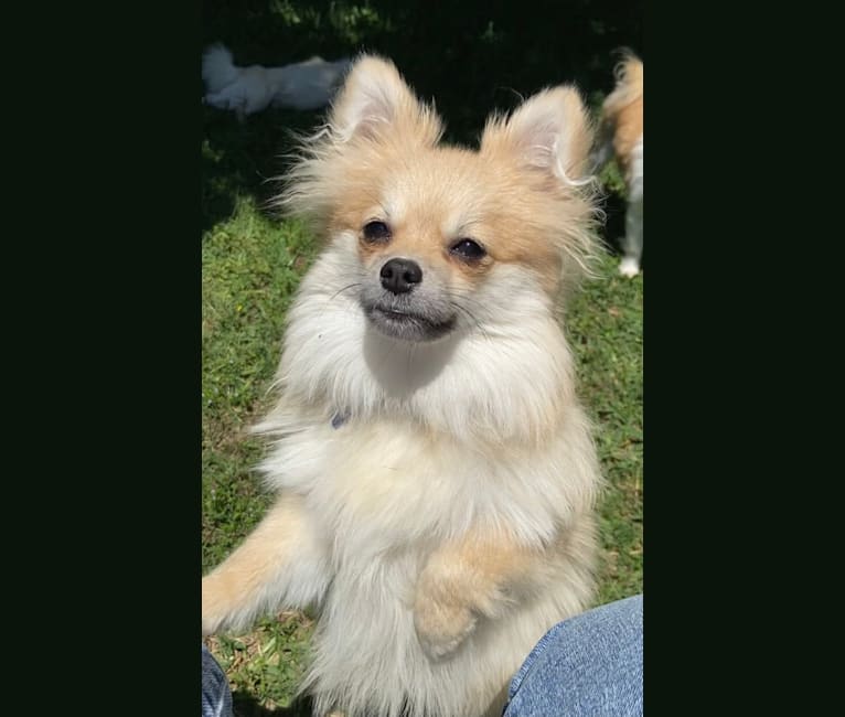 Okami, a Pomeranian tested with EmbarkVet.com