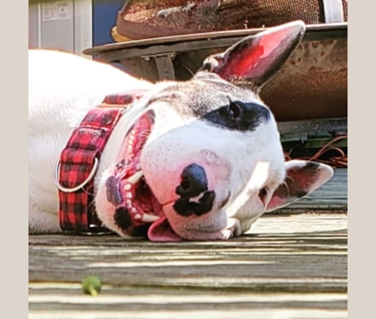 Sully, a Bull Terrier tested with EmbarkVet.com