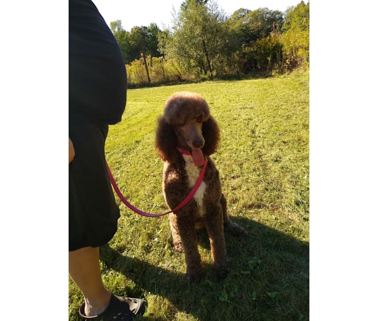 Jasmine, a Poodle (Standard) tested with EmbarkVet.com