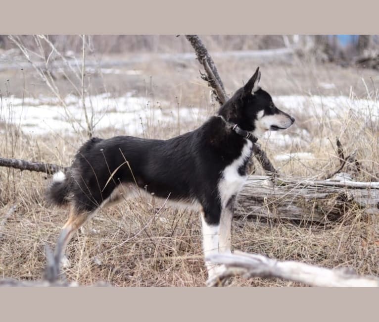 Koda, a Karelian Bear Dog and Laika mix tested with EmbarkVet.com