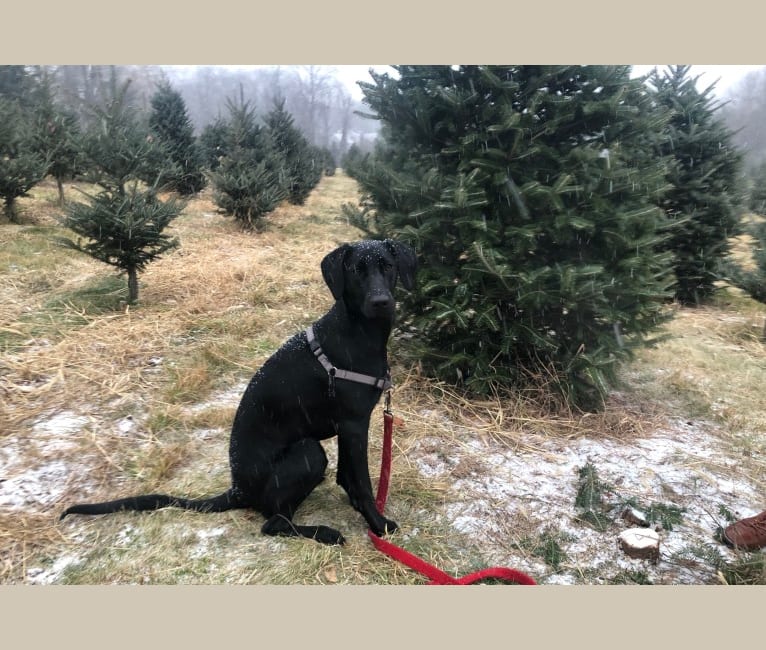 labrador retriever mountain cur mix
