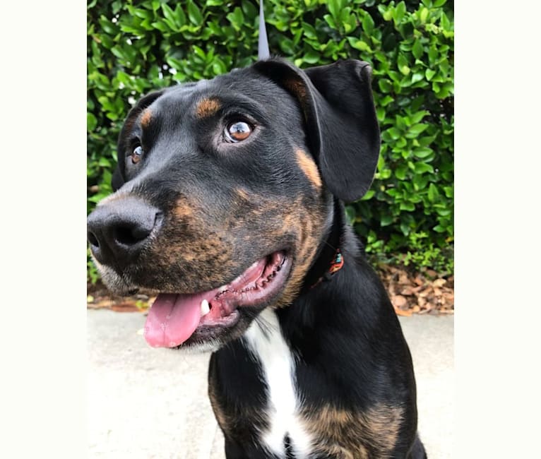 Photo of Caspian, a Rottweiler and American Pit Bull Terrier mix in Charleston, South Carolina, USA