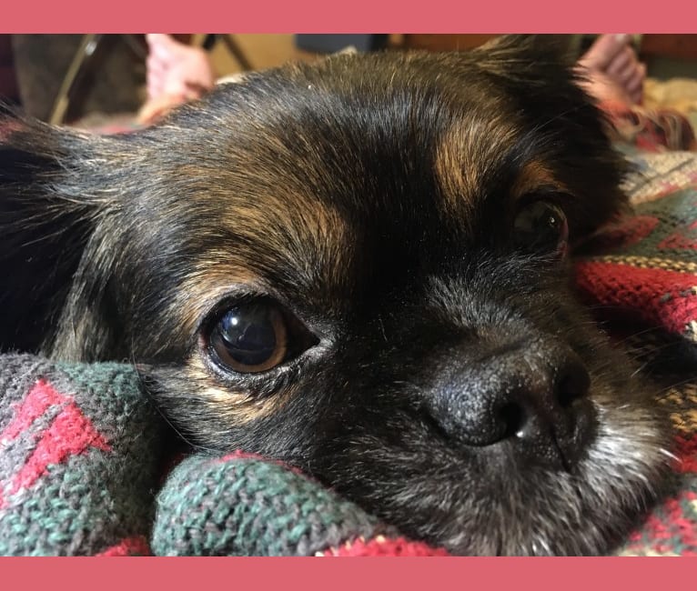Embark Dog DNA Test Breed