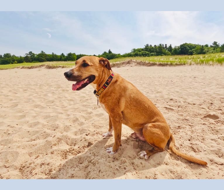 Simon, an American Pit Bull Terrier and Catahoula Leopard Dog mix tested with EmbarkVet.com
