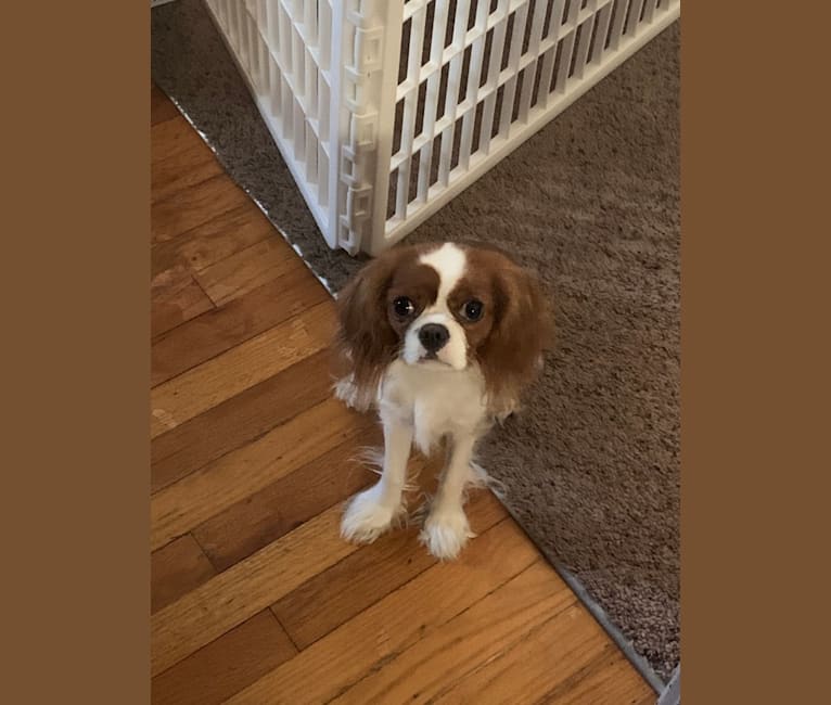 Rose Tyler, a Cavalier King Charles Spaniel tested with EmbarkVet.com