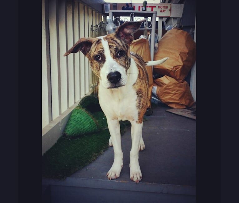 Photo of Maeby, an American Pit Bull Terrier, Chow Chow, German Shepherd Dog, and Mixed mix in Los Angeles, California, USA
