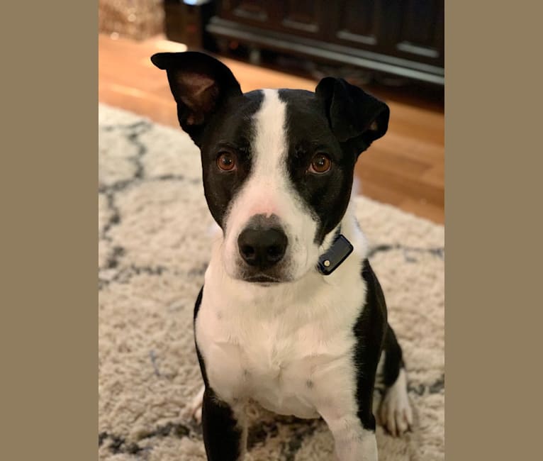 Cobee, an American Pit Bull Terrier and Australian Shepherd mix tested with EmbarkVet.com