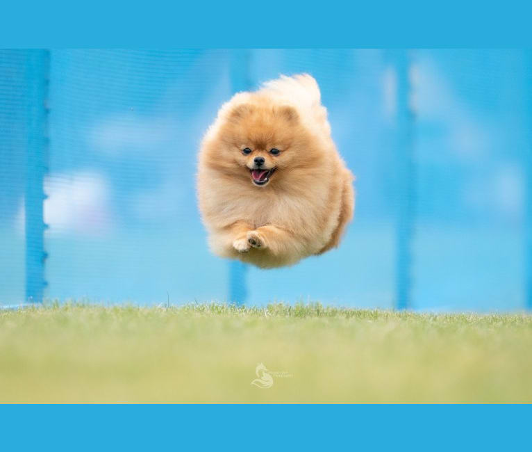 Tarzan, a Pomeranian tested with EmbarkVet.com