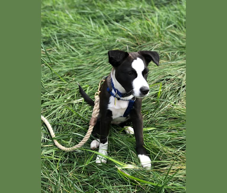 Pfeiffer, an American Pit Bull Terrier and Australian Cattle Dog mix tested with EmbarkVet.com