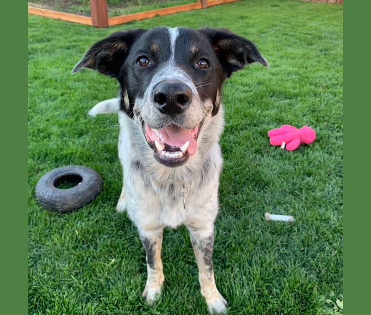Ridge, a Border Collie and Australian Cattle Dog mix tested with EmbarkVet.com