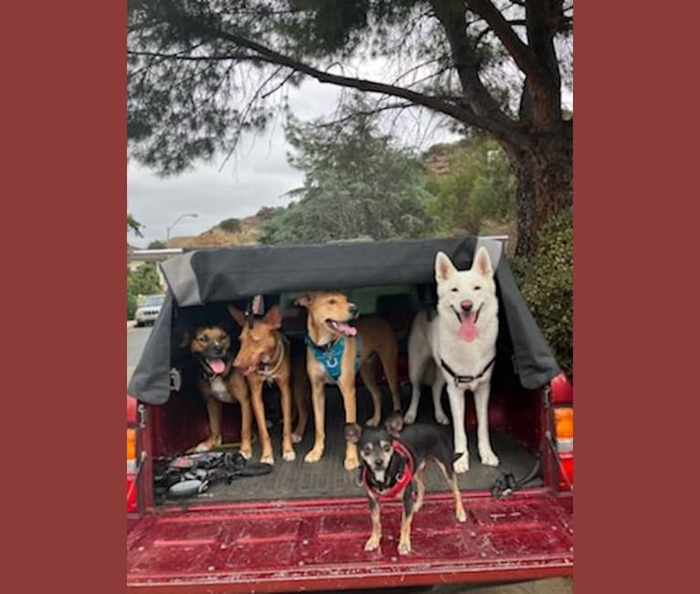 Photo of Henry, a German Shepherd Dog, American Pit Bull Terrier, Chow Chow, and Mixed mix in Los Angeles, California, USA