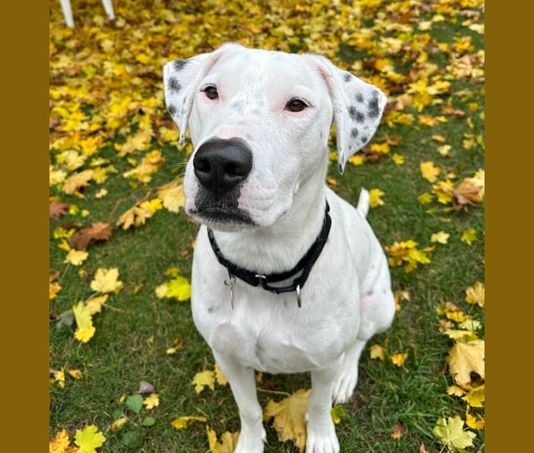 Dylan, an American Bully and Great Pyrenees mix tested with EmbarkVet.com