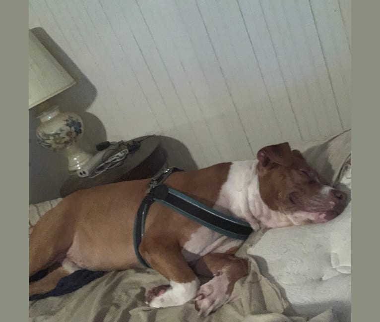 Buddy, an American Pit Bull Terrier and American Bulldog mix tested with EmbarkVet.com