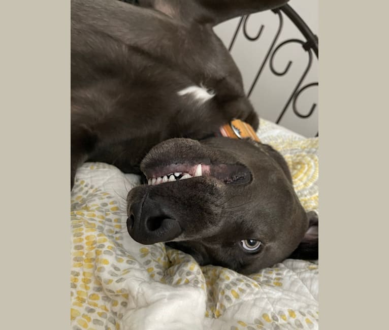 Hayden, a Doberman Pinscher and American Pit Bull Terrier mix tested with EmbarkVet.com