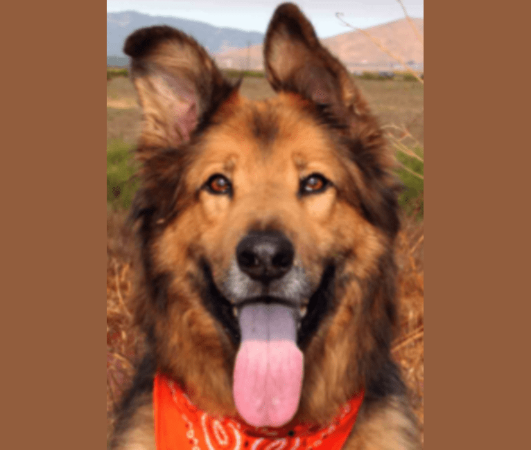 Sammi, a German Shepherd Dog and Boxer mix tested with EmbarkVet.com
