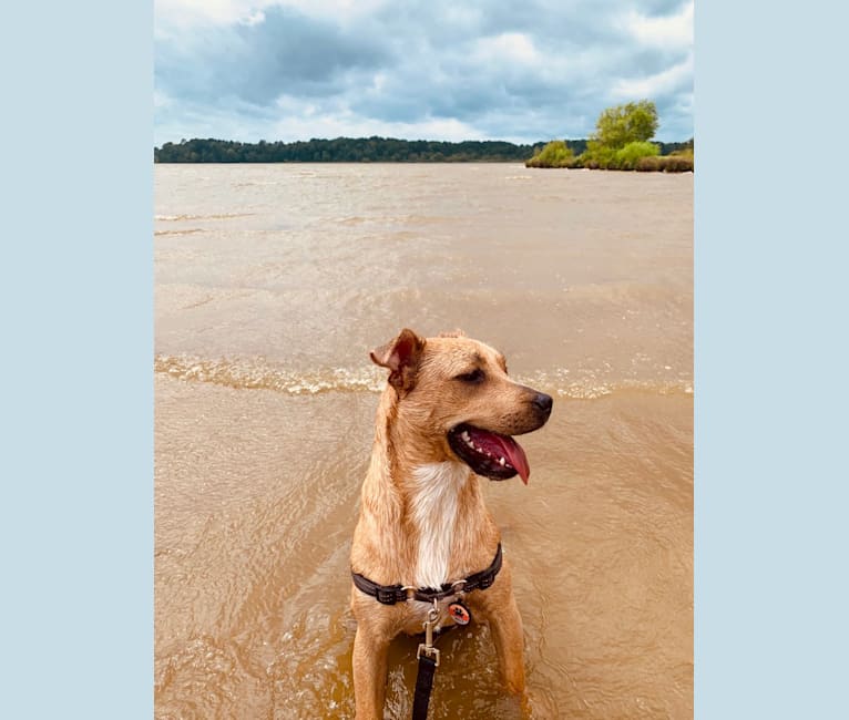 Photo of Molly, an American Pit Bull Terrier, American Staffordshire Terrier, and Mixed mix in Clayton, North Carolina, USA