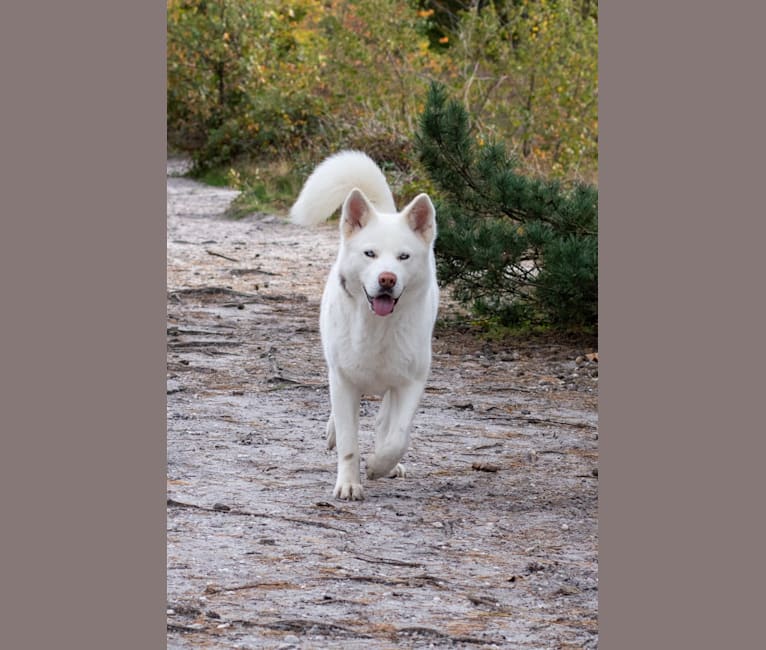 Ghost, a Siberian Husky and Akita mix tested with EmbarkVet.com