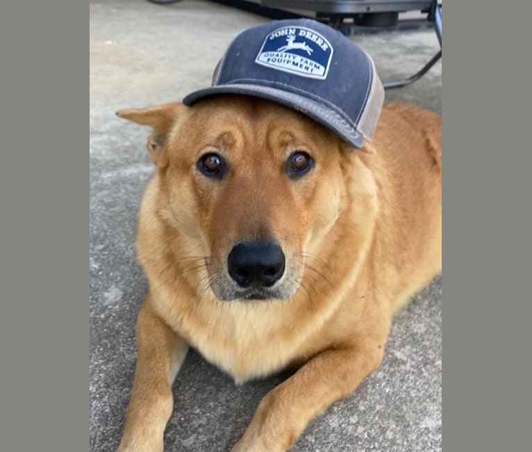 Photo of Fozzie Bear, a Chow Chow, German Shepherd Dog, American Pit Bull Terrier, Golden Retriever, and Mixed mix in Texas, USA