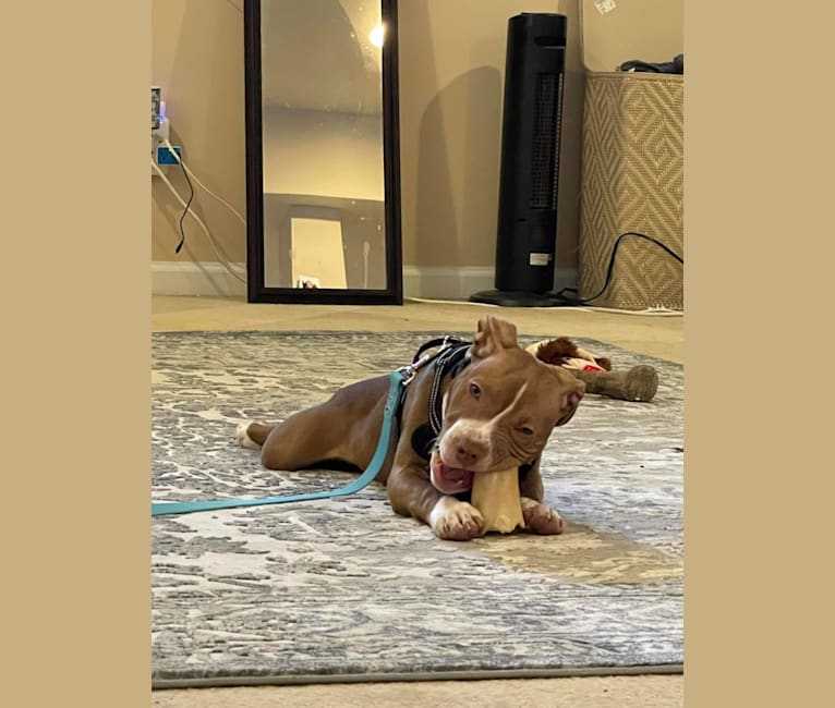 UWPCH - Stitch, an American Pit Bull Terrier tested with EmbarkVet.com
