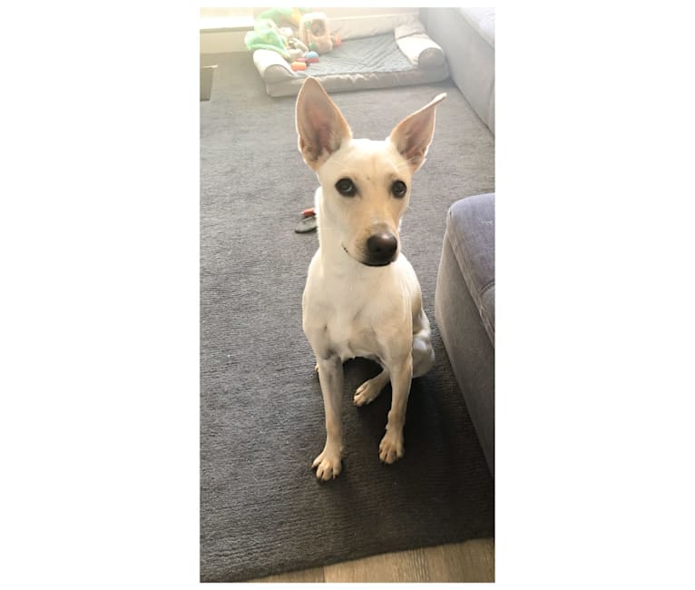 Formosan mountain dog lab mix top