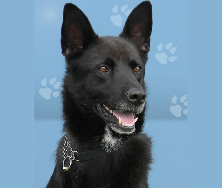 Lukas, a German Shepherd Dog and American Pit Bull Terrier mix tested with EmbarkVet.com