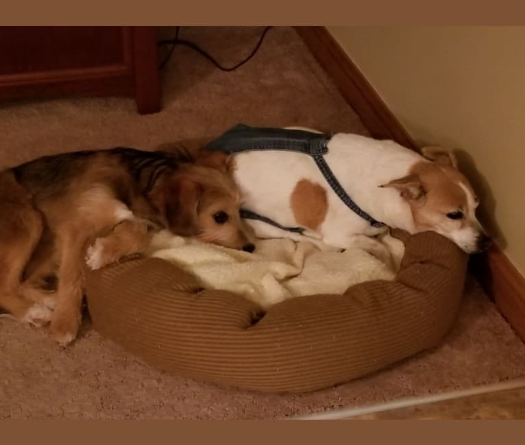 Gracie, a Beagle and Poodle (Small) mix tested with EmbarkVet.com