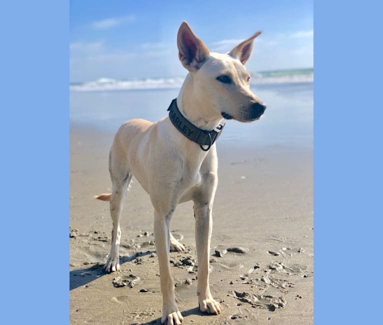Embark Dog DNA Test Breed