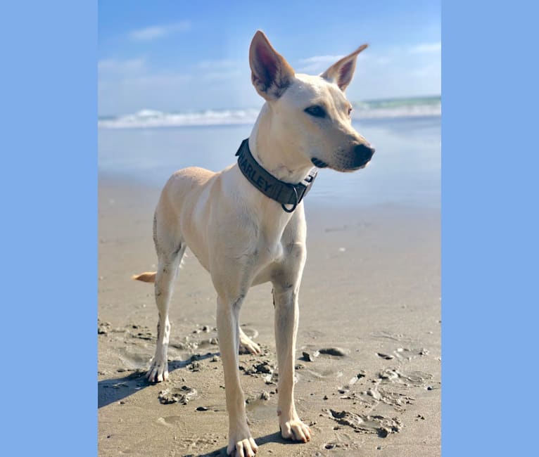 Harley, a Formosan Mountain Dog and Labrador Retriever mix tested with EmbarkVet.com