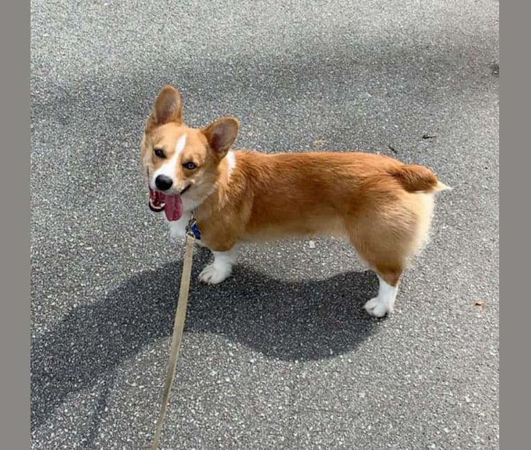 Theo, a Pembroke Welsh Corgi and Australian Shepherd mix tested with EmbarkVet.com