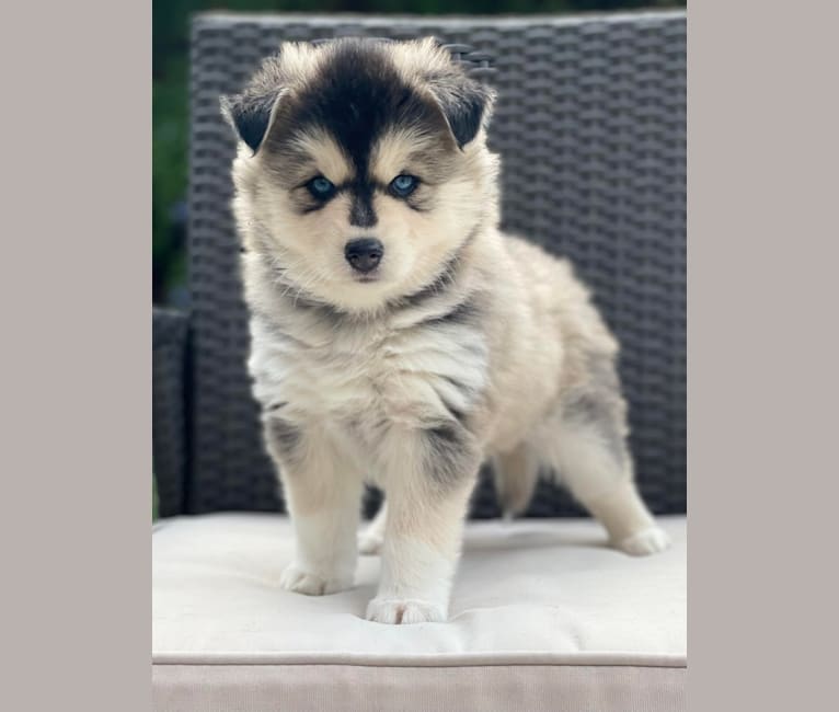 Brady, a Pomsky tested with EmbarkVet.com