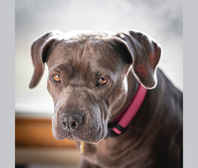 Gladys, an American Bully and American Pit Bull Terrier mix tested with EmbarkVet.com