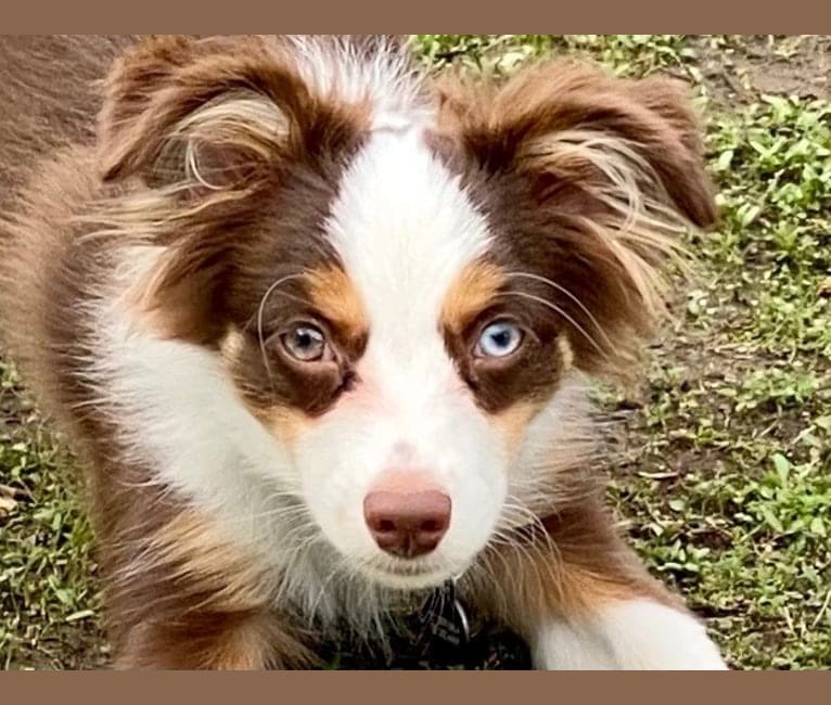 Ludo, an Australian Shepherd Group tested with EmbarkVet.com