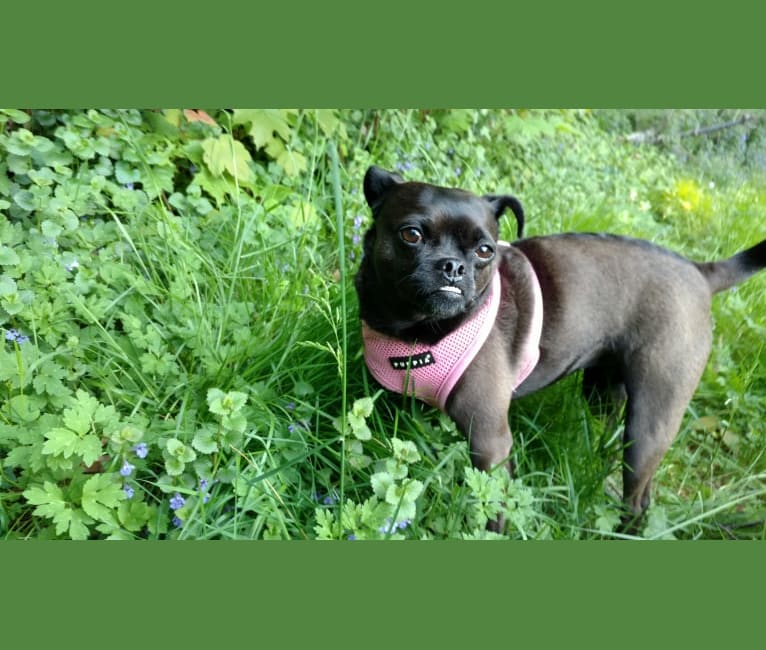 Lucy, a Miniature Pinscher and Pug mix tested with EmbarkVet.com