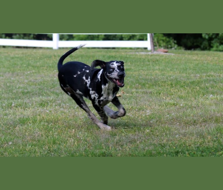 Delphine, a Catahoula Leopard Dog tested with EmbarkVet.com