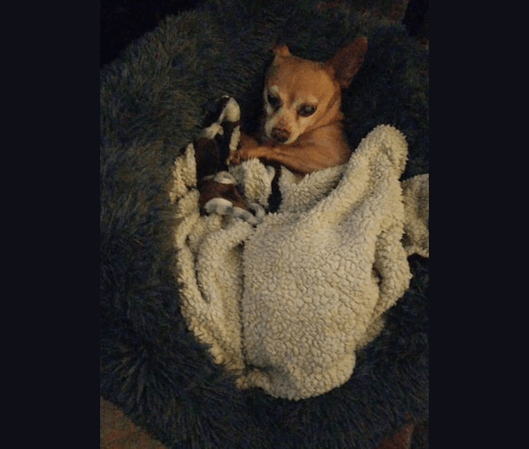 Cappo, a Chihuahua and Miniature Pinscher mix tested with EmbarkVet.com