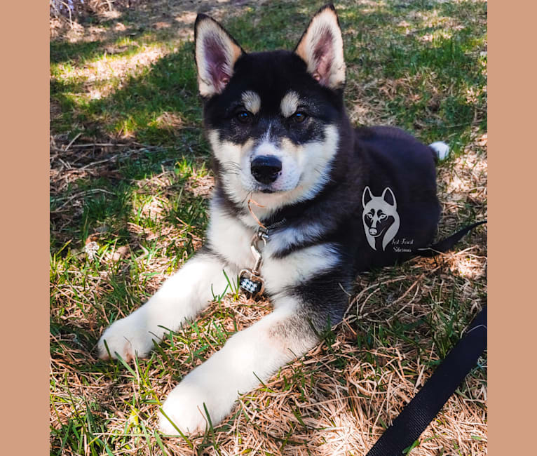 Valor, a Siberian Husky tested with EmbarkVet.com