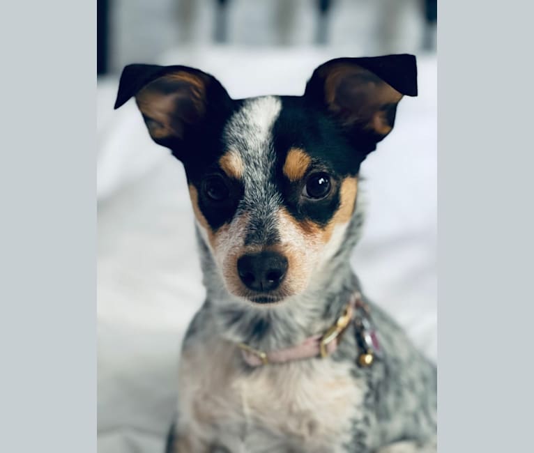 Pepper, a Chihuahua and Australian Cattle Dog mix tested with EmbarkVet.com