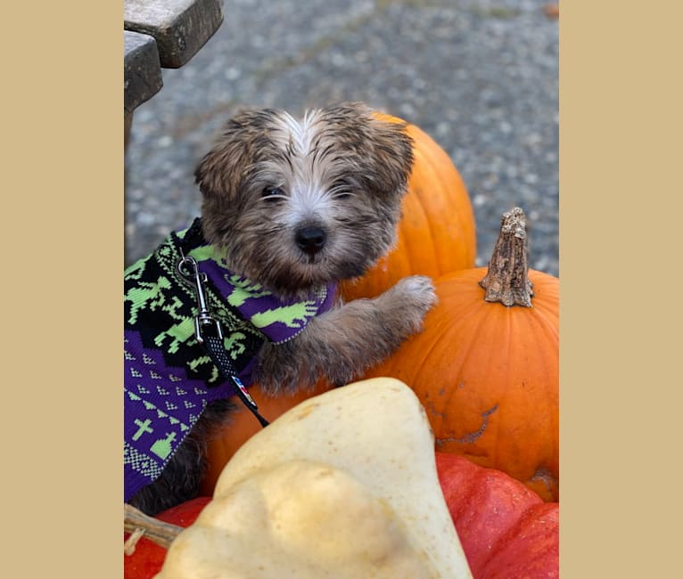 Photo of Luna, a Cairn Terrier, Poodle (Small), Pomeranian, and West Highland White Terrier mix in Seattle, Washington, USA