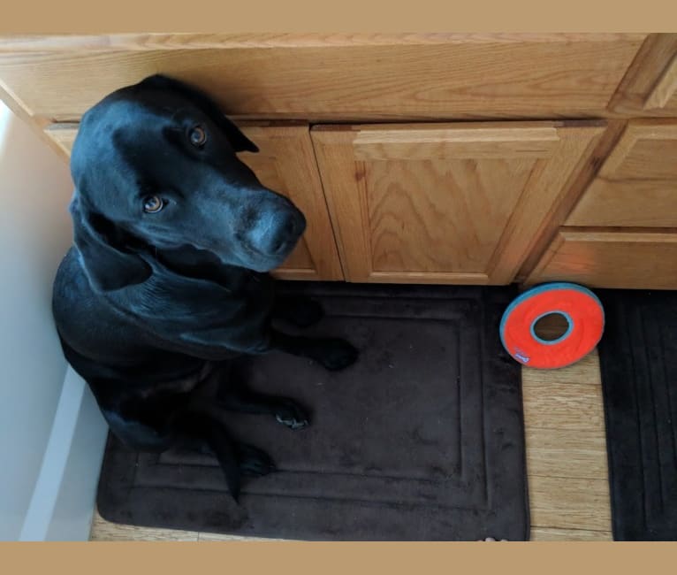 Luna, a Labrador Retriever tested with EmbarkVet.com