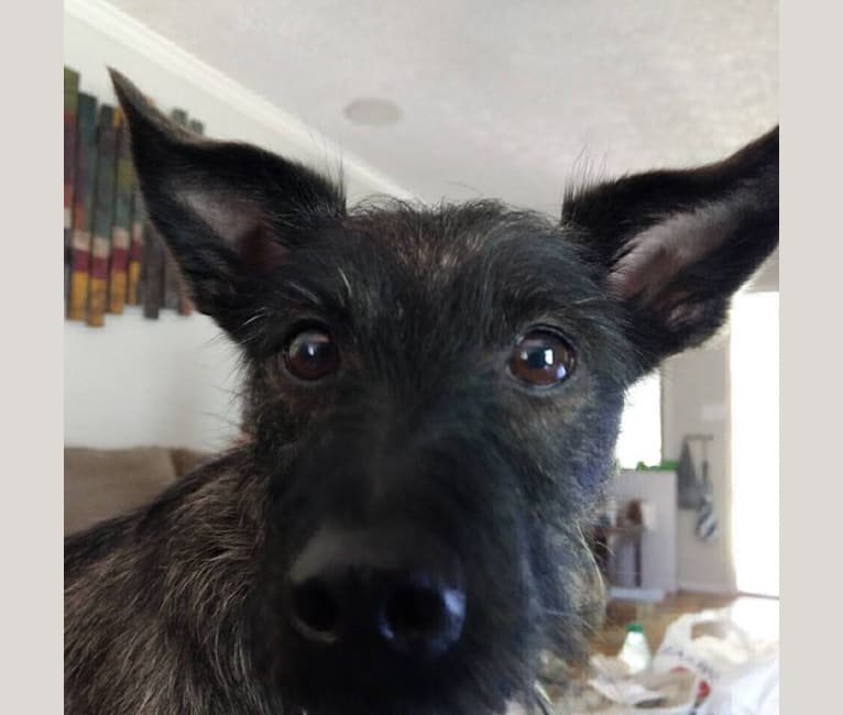 Terrier pinscher mix shop