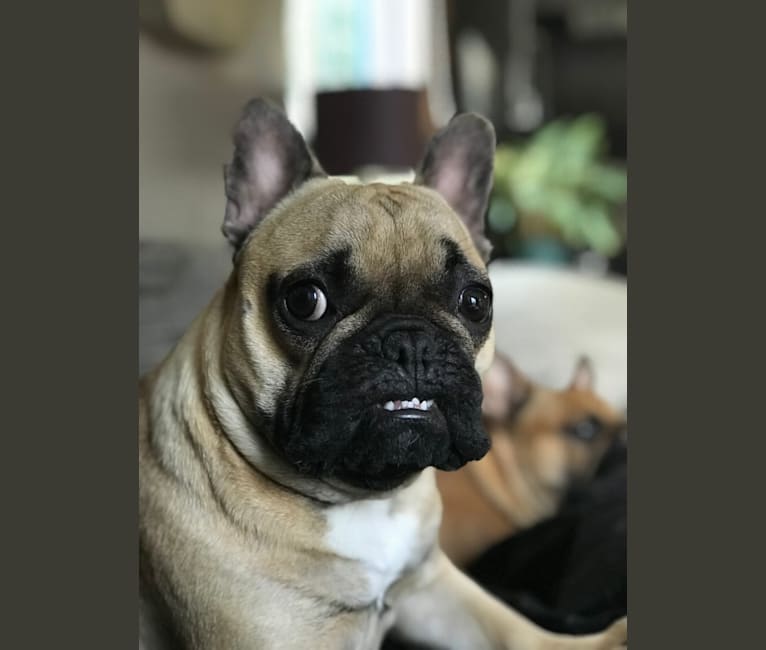 Henry, a French Bulldog tested with EmbarkVet.com