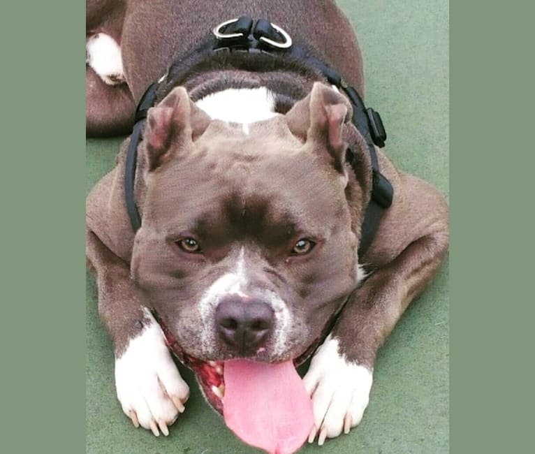 Photo of Zeus, an American Bully  in Rochester, New York, USA