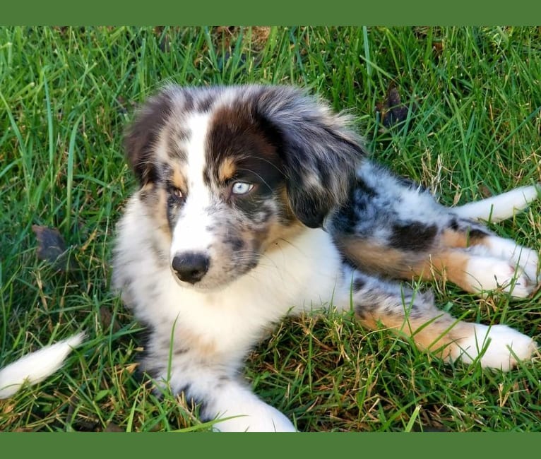 Toaster, an Australian Shepherd tested with EmbarkVet.com