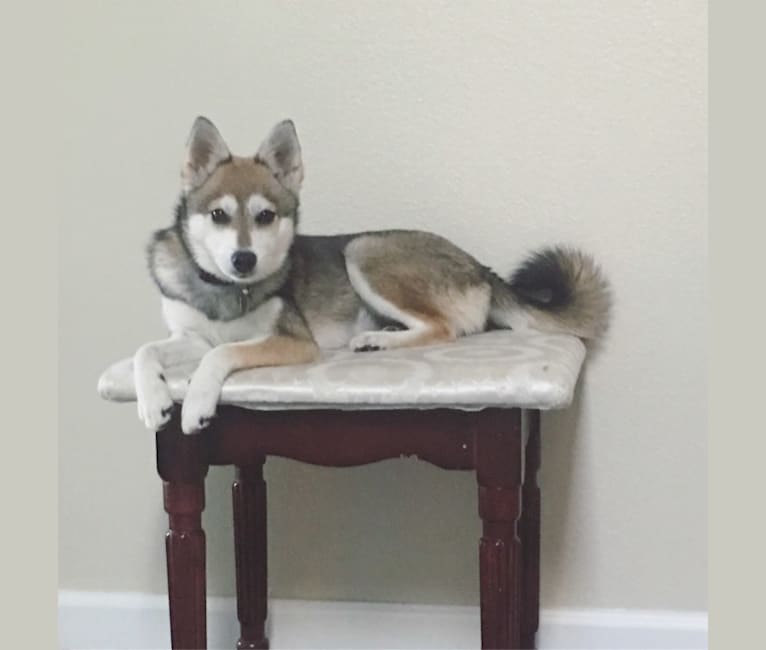 Luna Lu, an Alaskan Klee Kai and Shiba Inu mix tested with EmbarkVet.com